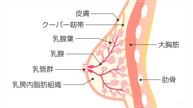 胸の構造